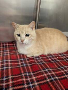 Bev -  Domestic Short Hair Cat for Adoption in West Chester, Pennsylvania - Bev | PetCurious