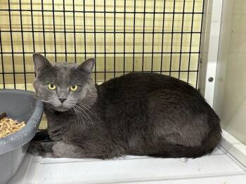 Domestic Short Hair Cats Available for Adoption - Duncan | PetCurious