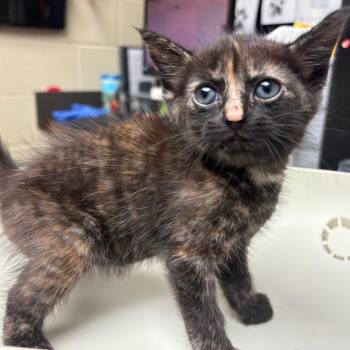 Cherry 1918 -  Domestic Short Hair Cat for Adoption in Columbus, Georgia - Cherry 1918 | PetCurious