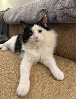 Rescue Domestic Medium Hair Cats for Adoption - Tux | PetCurious