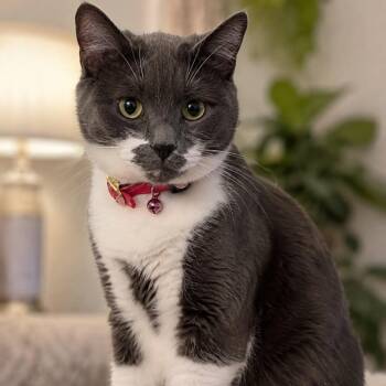 Padma -  Domestic Short Hair Cat for Adoption in Hanson, Massachusetts - Padma | PetCurious