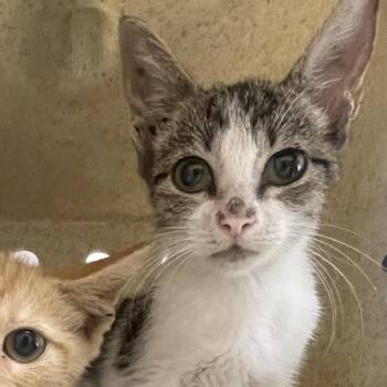 Pez -  Domestic Short Hair Cat for Adoption in Philadelphia, Pennsylvania - Pez | PetCurious