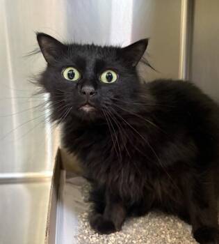 Mochi -  Domestic Long Hair Cat for Adoption in Sioux City, Iowa - Mochi | PetCurious