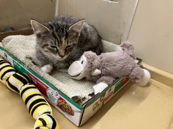 Cera -  Domestic Short Hair Cat for Adoption in Worcester, Massachusetts - Cera | PetCurious