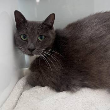 Gracie -  Domestic Short Hair Cat for Adoption in Ridgely, Maryland - Gracie | PetCurious