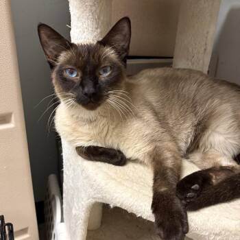 Siamese Cats Available for Adoption - Pasta | PetCurious