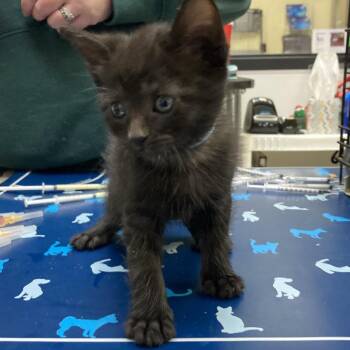 American Shorthair Cats Available for Adoption - Georgia O