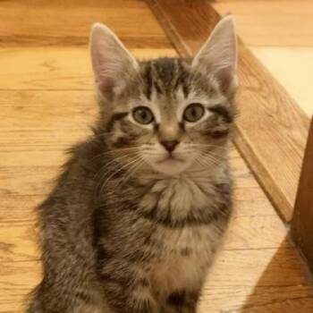Domestic Short Hair Cats Available for Adoption - Kitty | PetCurious