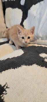 Honey -  Domestic Short Hair Cat for Adoption in Valhalla, New York - Honey | PetCurious