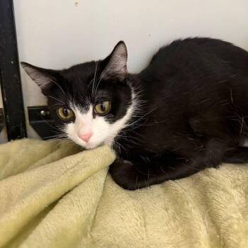 Karly -  Domestic Short Hair Cat for Adoption in Kingman, Arizona - Karly | PetCurious