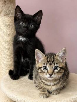 Piccadilly & Jubilee (dog friendly sisters) -  Domestic Short Hair Cat for Adoption in Lemoyne, Pennsylvania - Piccadilly & Jubilee (dog Friendly Sisters) | PetCurious