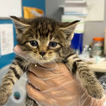 Rescue Domestic Short Hair Cats for Adoption in Vineland, New Jersey - Gigi (In Foster) | PetCurious