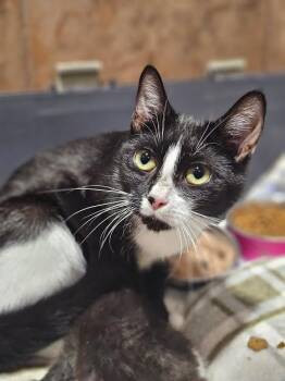 Rescue Domestic Short Hair Cats for Adoption in Riverbank, New Brunswick - Serenity | PetCurious
