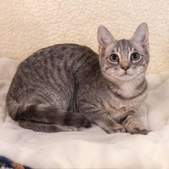 Tabby and Domestic Short Hair Cats Available for Adoption - Jerry | PetCurious