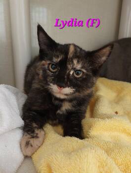 Rescue Domestic Short Hair Cats for Adoption in Saint Marys, Pennsylvania - Lydia | PetCurious