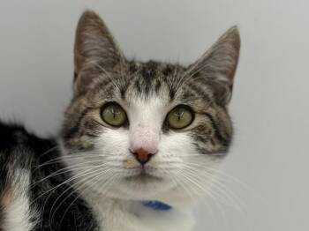 Thyme -  Domestic Short Hair Cat for Adoption in Portland, Oregon - Thyme | PetCurious
