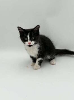 Lenni -  Domestic Medium Hair and Domestic Short Hair Cat for Adoption in Bowling Green, Kentucky - Lenni | PetCurious