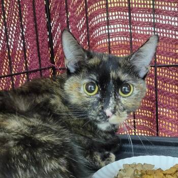 Chloe -  Domestic Short Hair Cat for Adoption in Milan, Illinois - Chloe | PetCurious