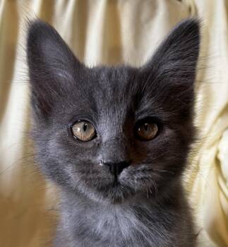 Domestic Long Hair Cats Available for Adoption in Connelly Springs, North Carolina - Cooper | PetCurious