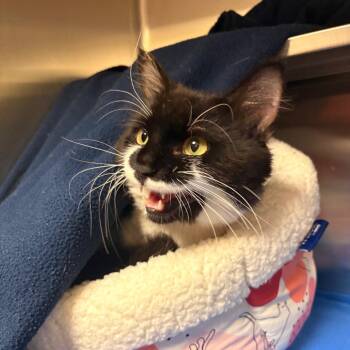 Puffin -  Domestic Medium Hair Cat for Adoption in South Burlington, Vermont - Puffin | PetCurious