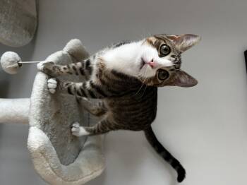 Rescue Domestic Short Hair Cats for Adoption in Sunrise, Florida - Angelia Kit | PetCurious