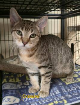 Cremini -  Domestic Short Hair Cat for Adoption in Cedar Rapids, Iowa - Cremini | PetCurious