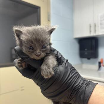 Fawn -  Domestic Long Hair Cat for Adoption in Riverside, California - Fawn | PetCurious