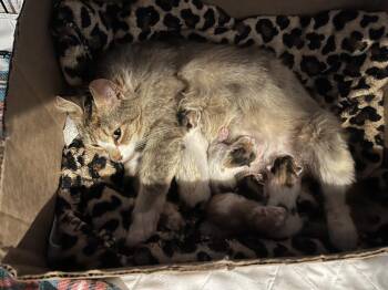 Octomom -  Domestic Medium Hair Cat for Adoption in Emerald Isle, North Carolina - Octomom | PetCurious