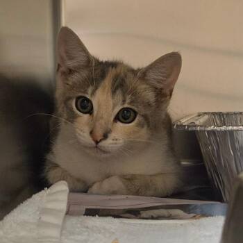 Tamsen -  Domestic Short Hair Cat for Adoption in Asheville, North Carolina - Tamsen | PetCurious