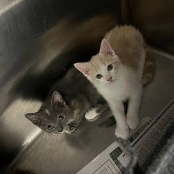 Kelsi Nielsen -  Domestic Short Hair Cat for Adoption in Winston-salem, North Carolina - Kelsi Nielsen | PetCurious