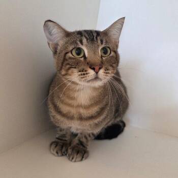 Remus -  Domestic Short Hair Cat for Adoption in Bentonville, Arkansas - Remus | PetCurious