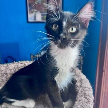 Luke -  Domestic Medium Hair Cat for Adoption in Green Bay, Wisconsin - Luke | PetCurious