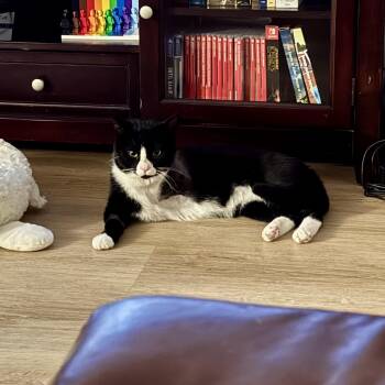 Pogo -  Domestic Short Hair Cat for Adoption in Baytown, Texas - Pogo | PetCurious