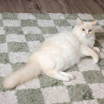 Oskaa -  Siamese and Domestic Long Hair Cat for Adoption in San Tan Valley, Arizona - Oskaa | PetCurious