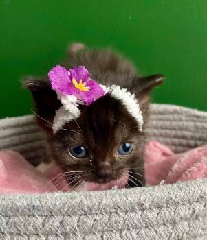 Domestic Short Hair Cats Available for Adoption - Mushu | PetCurious