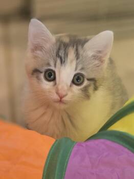 Domestic Medium Hair Cats Available for Adoption in San Jose, California - Mable Bonded W/Baby Kat | PetCurious