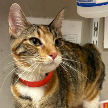 Macchiato -  Domestic Short Hair Cat for Adoption in Yuma, Arizona - Macchiato | PetCurious