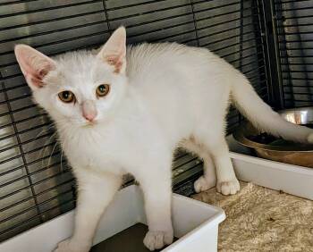 Frodo -  Domestic Short Hair Cat for Adoption in Springfield, Pennsylvania - Frodo | PetCurious