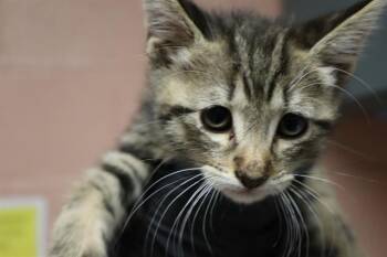 BOP -  Domestic Short Hair Cat for Adoption in Columbia, South Carolina - BOP | PetCurious