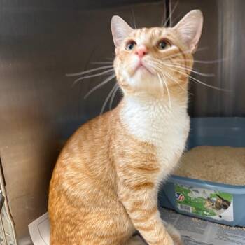 Gideon -  Domestic Short Hair Cat for Adoption in Oak Park, Illinois - Gideon | PetCurious