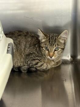 Velma -  Domestic Short Hair Cat for Adoption in Salmon, Idaho - Velma | PetCurious
