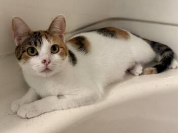 Calico Cats Available for Adoption in Fenton, Missouri - Valentine | PetCurious