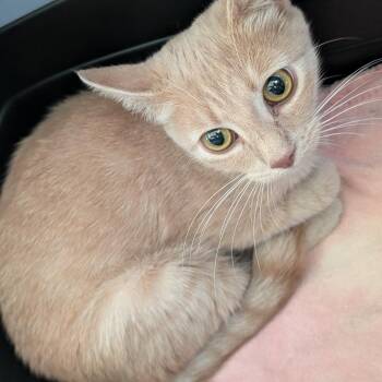 Jennifur -  Domestic Short Hair Cat for Adoption in Biltmore Forest, North Carolina - Jennifur | PetCurious