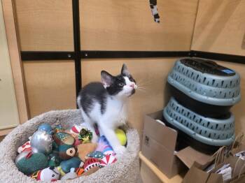 Robin -  Domestic Short Hair Cat for Adoption in Rowlett, Texas - Robin | PetCurious