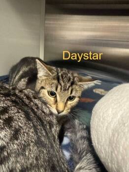 Domestic Short Hair Cats Available for Adoption in Hilton Head Island, South Carolina - Daystar | PetCurious