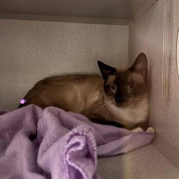 Sammy -  Siamese Cat for Adoption in Parkersburg, West Virginia - Sammy | PetCurious