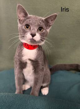 Rescue Domestic Short Hair Cats for Adoption in Wabash, Indiana - Iris | PetCurious