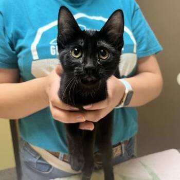 Sophia -  Domestic Short Hair Cat for Adoption in Merriam, Kansas - Sophia | PetCurious