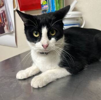 Rescue Domestic Short Hair Cats for Adoption in Bryan, Texas - 59786119 | PetCurious