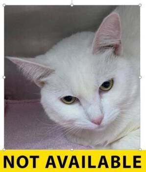 Snowdrop -  Domestic Short Hair Cat for Adoption in Eugene, Oregon - Snowdrop | PetCurious